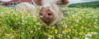 Rescued pigs in pastures full of chamomile at Farm Sanctuary.