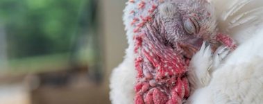 When welcoming new turkey residentPhoto: Jo-Anne McArthur / We Animals