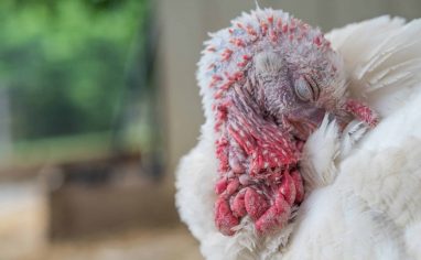When welcoming new turkey residentPhoto: Jo-Anne McArthur / We Animals