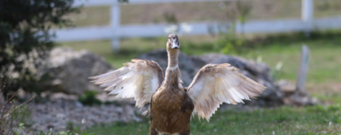Girlie the Duck