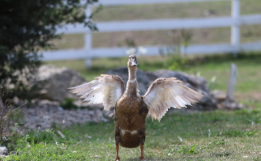 Girlie the Duck