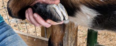 Close-up of a caregiver kneeling next to a goat and holding up their front foot to trim.