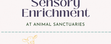 Graphic contains a happy cow and reads "Sensory Enrichment At Animal Sanctuaries.