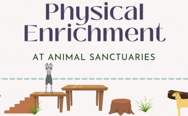 A light pink background with "Physical Enrichment At Animal Sanctuaries" written across and one goat standing. on a platform that leads to another lant form and another goat on the ground next to an old log.