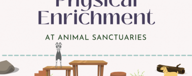A light pink background with "Physical Enrichment At Animal Sanctuaries" written across and one goat standing. on a platform that leads to another lant form and another goat on the ground next to an old log.