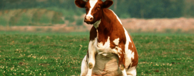 A red and white cow sits in a dog-like position in a green pasture.