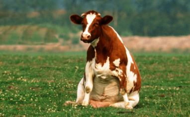 A red and white cow sits in a dog-like position in a green pasture.