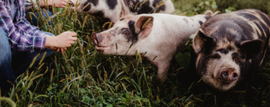 Three black and white spotted pigs stand in tall, green grass eat treats from human hands.