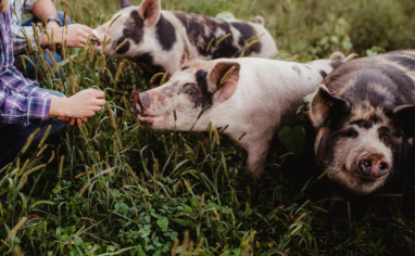 Three black and white spotted pigs stand in tall, green grass eat treats from human hands.