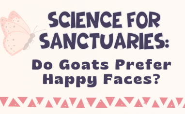 A light pink header reads: "Science For Sanctuaries: Do Goats Prefer Happy Faces?". To one side their is a graphic of a faded white daisy with a yellow center. To the other side is a faded graphic of a pink and deep blue butterfly.