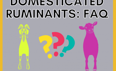 HPAI-In-Domesticated-Ruminants