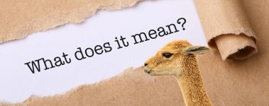 Banner reading "What Does It Meand?" with a picture of an alpaca.