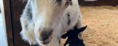 Kylo nursing from Blossom at Tiny Hooves Sanctuary