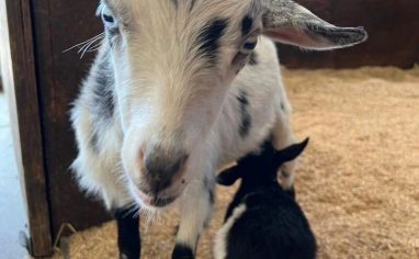 Kylo nursing from Blossom at Tiny Hooves Sanctuary