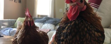 two chickens sit on a couch
