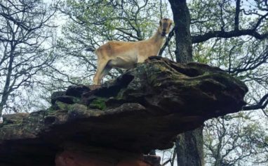 Lily enjoys lots of natural climbing opportunities in her outdoor space! Photo: Oliver and Friends Farm Sanctuary