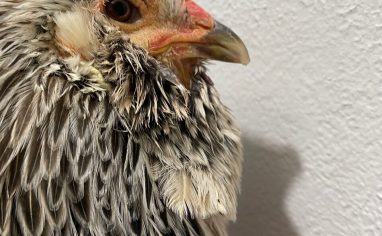 A photograph of a black and white chicken's face in profile against a white background