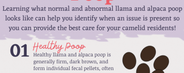 Open Sanctuary Camelid Poop Infographic Preview