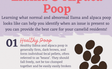 Open Sanctuary Camelid Poop Infographic Preview
