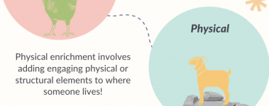 A sample of our categories of enrichment infographic!