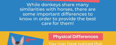 Open Sanctuary Donkeys Are Different Infographic Preview