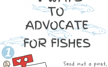 Open Sanctuary Fish Advocacy Infographic Preview