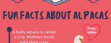 Open Sanctuary Fun Facts Alpacas Infographic Preview