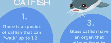 Open Sanctuary Fun Facts Catfish Infographic Preview