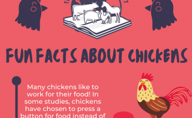 Open Sanctuary Fun Facts Chickens Infographic Preview