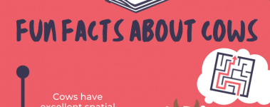 Open Sanctuary Fun Facts Cows Infographic Preview