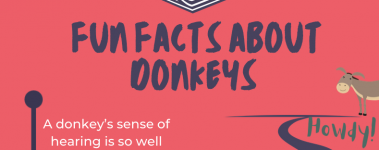 Open Sanctuary Fun Facts Donkeys Infographic Preview
