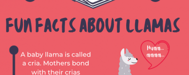 Open Sanctuary Fun Facts Llamas Infographic Preview