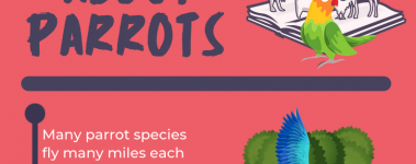 Open Sanctuary Fun Facts Parrots Infographic Preview