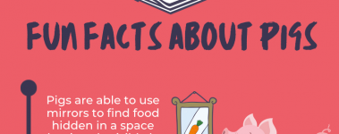 Open Sanctuary Fun Facts Pigs Infographic Preview