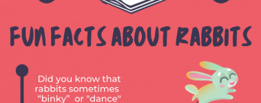 Open Sanctuary Fun Facts Rabbits Infographic Preview