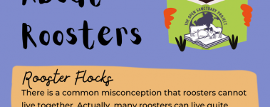 Open Sanctuary Fun Facts Roosters Infographic Preview