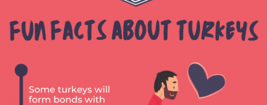 Open Sanctuary Fun Facts Turkeys Infographic Preview