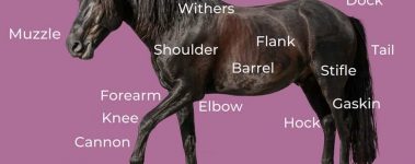 Open-Sanctuary-Horse-Anatomy