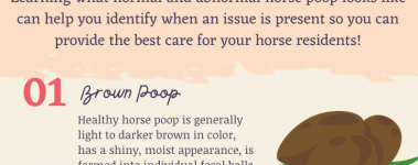 Open Sanctuary Horse Poop Colors Infographic Preview