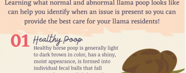 Open Sanctuary Horse Poop Infographic Preview
