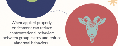 A sample of our Importance Of Enrichment Infographic