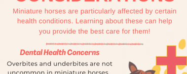 Open Sanctuary Miniature Horse Health Infographic Preview