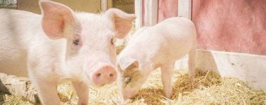 Ultimately the decision to adopt out residents is up to each sanctuary!