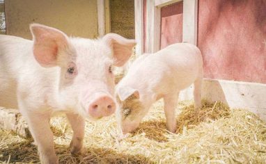 Ultimately the decision to adopt out residents is up to each sanctuary!