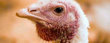 Open-Sanctuary-Project-Large-Breed-Turkeys