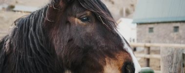 Open-Sanctuary-Project-Senior-Horse-Nutrition