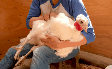 Open Sanctuary Project Turkey Handling