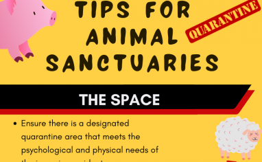 Open Sanctuary Quarantine Infographic Preview
