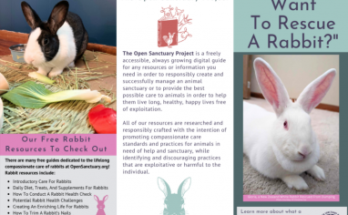 Open Sanctuary Rabbit Rescue Brochure 1