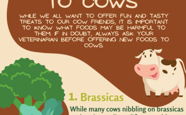 Open Sanctuary Toxic Cows Infographic Preview